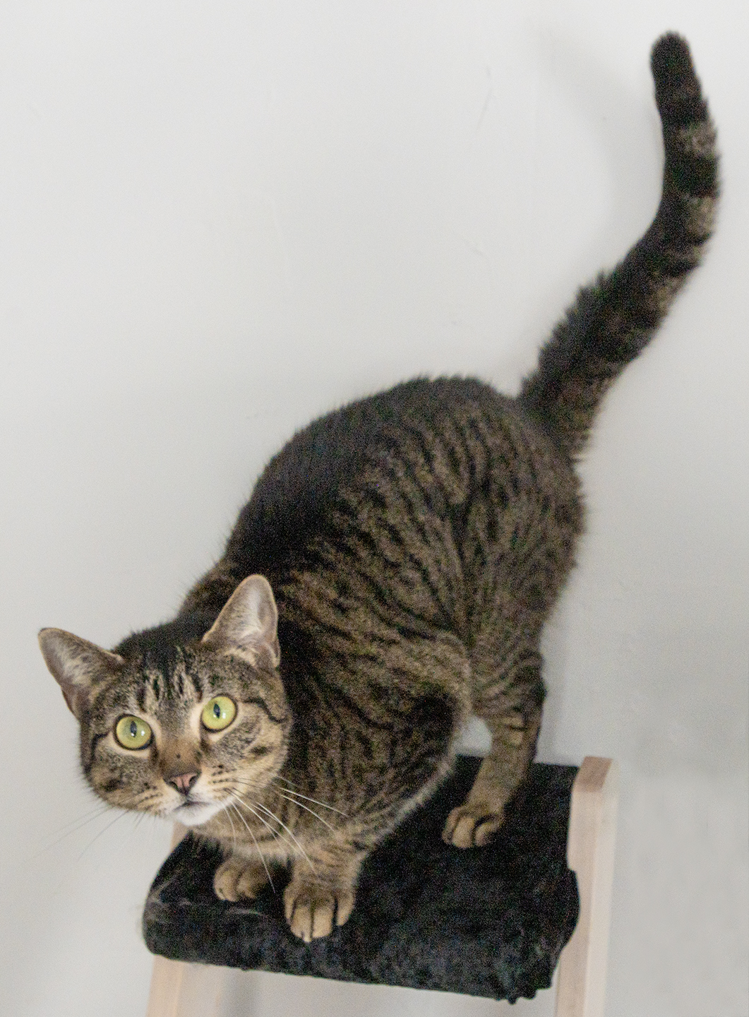 Senior Pet Home New York cat photo